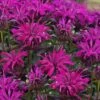 Rockin' Raspberry Bee Balm (Monarda) - 1 Gallon Pot -Cheap Plants Store monarda sugar buzz rockin raspberry bee balm 1