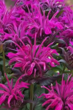 Rockin' Raspberry Bee Balm (Monarda) - 1 Gallon Pot -Cheap Plants Store monarda sugar buzz rockin raspberry bee balm 20