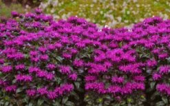 Rockin' Raspberry Bee Balm (Monarda) - 1 Gallon Pot -Cheap Plants Store monarda sugar buzz rockin raspberry bee balm 21