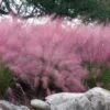 Pink Muhly Grass (Cotton Candy Grass) - 32 Pack Of 1 Gallon Pots -Cheap Plants Store muhlenbergia capillaris pink muhly cotton candy grass 202