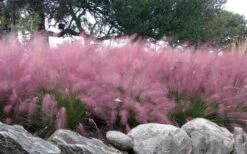 Pink Muhly Grass (Cotton Candy Grass) - 16 Pack Of 1 Gallon Pots -Cheap Plants Store muhlenbergia capillaris pink muhly cotton candy grass 204 1