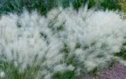 White Cloud Muhly Grass - 6 Pack Of 1 Gallon Pots -Cheap Plants Store muhlenbergia capillaris white cloud muhly grass 102 1