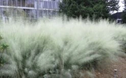 White Cloud Muhly Grass - 10 Inch Pot -Cheap Plants Store muhlenbergia capillaris white cloud muhly grass 103