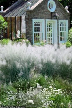 White Cloud Muhly Grass - 10 Inch Pot -Cheap Plants Store muhlenbergia capillaris white cloud muhly grass 108
