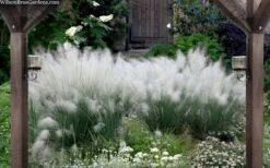 White Cloud Muhly Grass - 6 Pack Of 1 Gallon Pots -Cheap Plants Store muhlenbergia capillaris white cloud muhly grass 109 1
