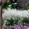 White Cloud Muhly Grass - 6 Pack Of 1 Gallon Pots 2 White Cloud Muhly Grass - 6 Pack Of 1 Gallon Pots -Cheap Plants Store muhlenbergia capillaris white cloud muhly grass 12 1