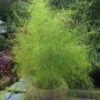 Bamboo Muhly Grass - 3 Gallon Pot -Cheap Plants Store muhlenbergia dumosa bamboo muhly grass 11