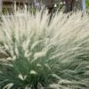 Big Muhly Grass - 6 Pack Of 1 Gallon Pots 1 Big Muhly Grass - 6 Pack Of 1 Gallon Pots -Cheap Plants Store muhlenbergia lindheimeri big blue muhly grass 10