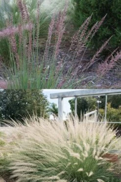 Big Muhly Grass - 6 Pack Of 1 Gallon Pots -Cheap Plants Store muhlenbergia lindheimeri big blue muhly grass 7