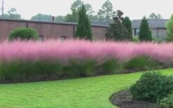 Pink Muhly Grass (Cotton Candy Grass) - 32 Pack Of 1 Gallon Pots -Cheap Plants Store muhly grass pink 70