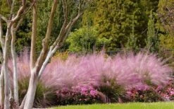 Pink Muhly Grass (Cotton Candy Grass) - 32 Pack Of 1 Gallon Pots -Cheap Plants Store muhly grass pink 76