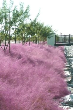 Pink Muhly Grass (Cotton Candy Grass) - 16 Pack Of 1 Gallon Pots -Cheap Plants Store muhly grass pink 77 1