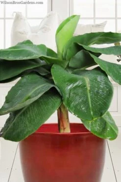 Little Prince Banana Plant - 1 Gallon Pot 9 Little Prince Banana Plant - 1 Gallon Pot -Cheap Plants Store musa little prince dwarf banana plant 1