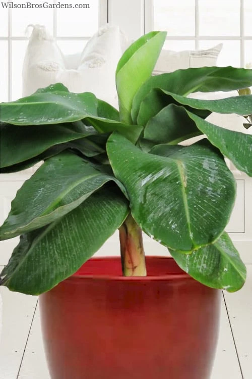 Little Prince Banana Plant - 1 Gallon Pot 6 Little Prince Banana Plant - 1 Gallon Pot - Image 4