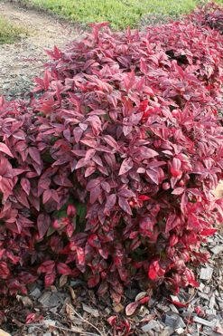 Blush Pink Nandina - 2 Gallon Pot -Cheap Plants Store nandina blush pink 2 500x750 1