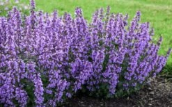 Cats Pajamas Catmint - 1 Gallon Pot -Cheap Plants Store nepeta cats pajamas catmint 4