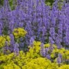 Summer Magic Catmint (Nepeta Grandiflora) - 6 Pack Of 1 Gallon Pots