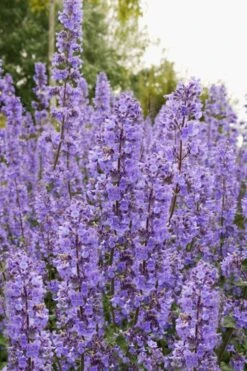 Summer Magic Catmint (Nepeta Grandiflora) - 6 Pack Of 1 Gallon Pots -Cheap Plants Store nepeta grandiflora summer magic catmint 3