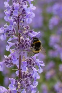 Summer Magic Catmint (Nepeta Grandiflora) - 1 Gallon Pot -Cheap Plants Store nepeta grandiflora summer magic catmint 4 1