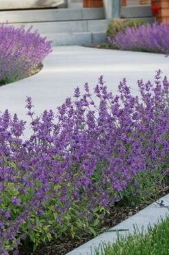 Little Trudy Catmint - 5 Pack Of Quart Pots -Cheap Plants Store nepeta little trudy catmint 3