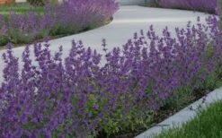 Little Trudy Catmint - 5 Pack Of Quart Pots -Cheap Plants Store nepeta little trudy catmint 5