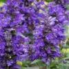 Neptune Catmint (Nepeta) - 1 Gallon Pot -Cheap Plants Store nepeta neptune catmint 6