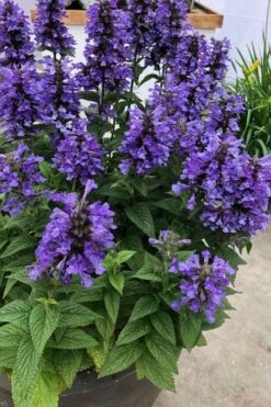 Neptune Catmint (Nepeta) - 1 Gallon Pot -Cheap Plants Store nepeta neptune catmint 7