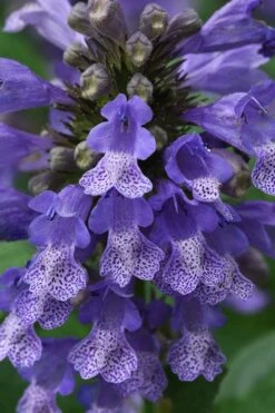 Blue Prelude Catmint (Nepeta) - 1 Gallon Pot -Cheap Plants Store nepeta prelude blue catmint 1