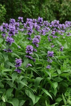 Blue Prelude Catmint (Nepeta) - 1 Gallon Pot -Cheap Plants Store nepeta prelude blue catmint 3