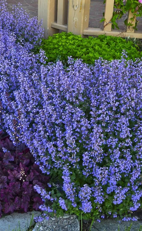 Purrsian Blue Catmint (Nepeta Faassenii) - 1 Gallon Pot 3 Purrsian Blue Catmint (Nepeta Faassenii) - 1 Gallon Pot