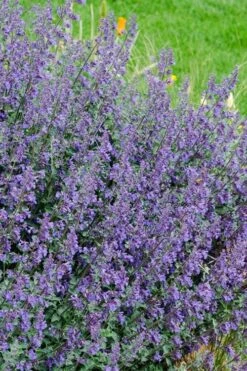 Six Hills Giant Catmint (Nepeta) - 5 Pack Of Quart Pots -Cheap Plants Store nepeta six hills giant catmint 1