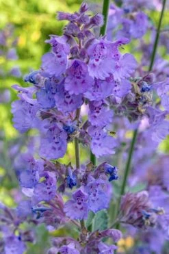 Six Hills Giant Catmint (Nepeta) - 5 Pack Of Quart Pots -Cheap Plants Store nepeta six hills giant catmint 10