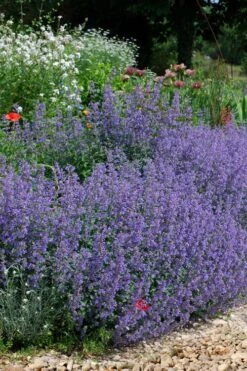 Six Hills Giant Catmint (Nepeta) - 5 Pack Of Quart Pots -Cheap Plants Store nepeta six hills giant catmint 2