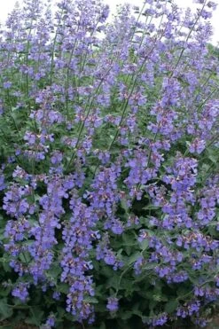 Six Hills Giant Catmint (Nepeta) - 5 Pack Of Quart Pots -Cheap Plants Store nepeta six hills giant catmint 7