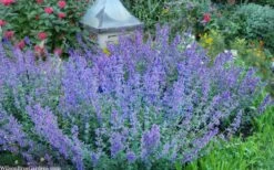 Six Hills Giant Catmint (Nepeta) - 5 Pack Of Quart Pots -Cheap Plants Store nepeta six hills giant catmint 8