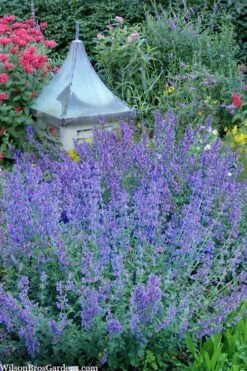 Six Hills Giant Catmint (Nepeta) - 5 Pack Of Quart Pots -Cheap Plants Store nepeta six hills giant catmint 9
