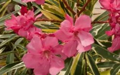 Twist Of Pink Oleander - 2 Gallon Pot -Cheap Plants Store oleander20twist20of20pink