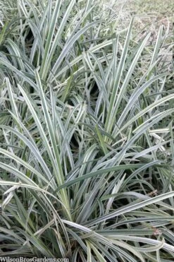 Silver Mist Mondo Grass - 6 Pack Of Pint Pots -Cheap Plants Store ophiopogon japonicus silver20mist modo grass 2
