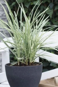 Silver Mist Mondo Grass - 6 Pack Of Pint Pots -Cheap Plants Store ophiopogon japonicus silver20mist modo grass 3