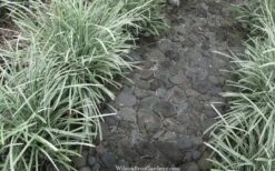 Silver Mist Mondo Grass - 6 Pack Of Pint Pots -Cheap Plants Store ophiopogon japonicus silver20mist modo grass 4