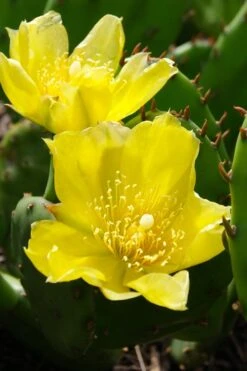 Eastern Prickly Pear Cactus (Opuntia Humifusa) - 3 Gallon Pot -Cheap Plants Store opuntia humifusa eastern prickly pear cactus 1