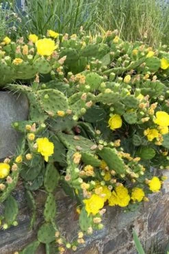 Eastern Prickly Pear Cactus (Opuntia Humifusa) - 3 Gallon Pot -Cheap Plants Store opuntia humifusa eastern prickly pear cactus 10