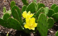Eastern Prickly Pear Cactus (Opuntia Humifusa) - 3 Gallon Pot -Cheap Plants Store opuntia humifusa eastern prickly pear cactus 3