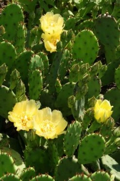 Eastern Prickly Pear Cactus (Opuntia Humifusa) - 3 Gallon Pot -Cheap Plants Store opuntia humifusa eastern prickly pear cactus 4