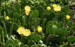 Eastern Prickly Pear Cactus (Opuntia Humifusa) - 3 Gallon Pot -Cheap Plants Store opuntia humifusa eastern prickly pear cactus 5