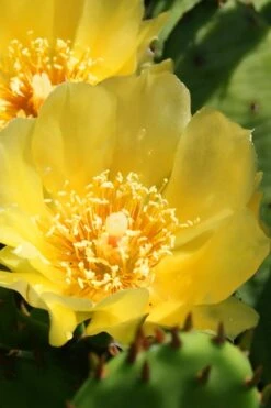 Eastern Prickly Pear Cactus (Opuntia Humifusa) - 3 Gallon Pot -Cheap Plants Store opuntia humifusa eastern prickly pear cactus 6