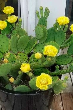 Eastern Prickly Pear Cactus (Opuntia Humifusa) - 3 Gallon Pot -Cheap Plants Store opuntia humifusa eastern prickly pear cactus 9