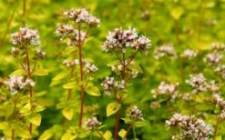 Golden Oregano - 6 Pack Of Pint Pots -Cheap Plants Store oregano golden 2