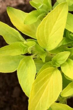 Golden Oregano - 6 Pack Of Pint Pots -Cheap Plants Store oregano golden 6