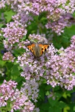 Hot & Spicy Oregano - 6 Pack Of Pint Pots -Cheap Plants Store oreganum hot and spicy oregano 7